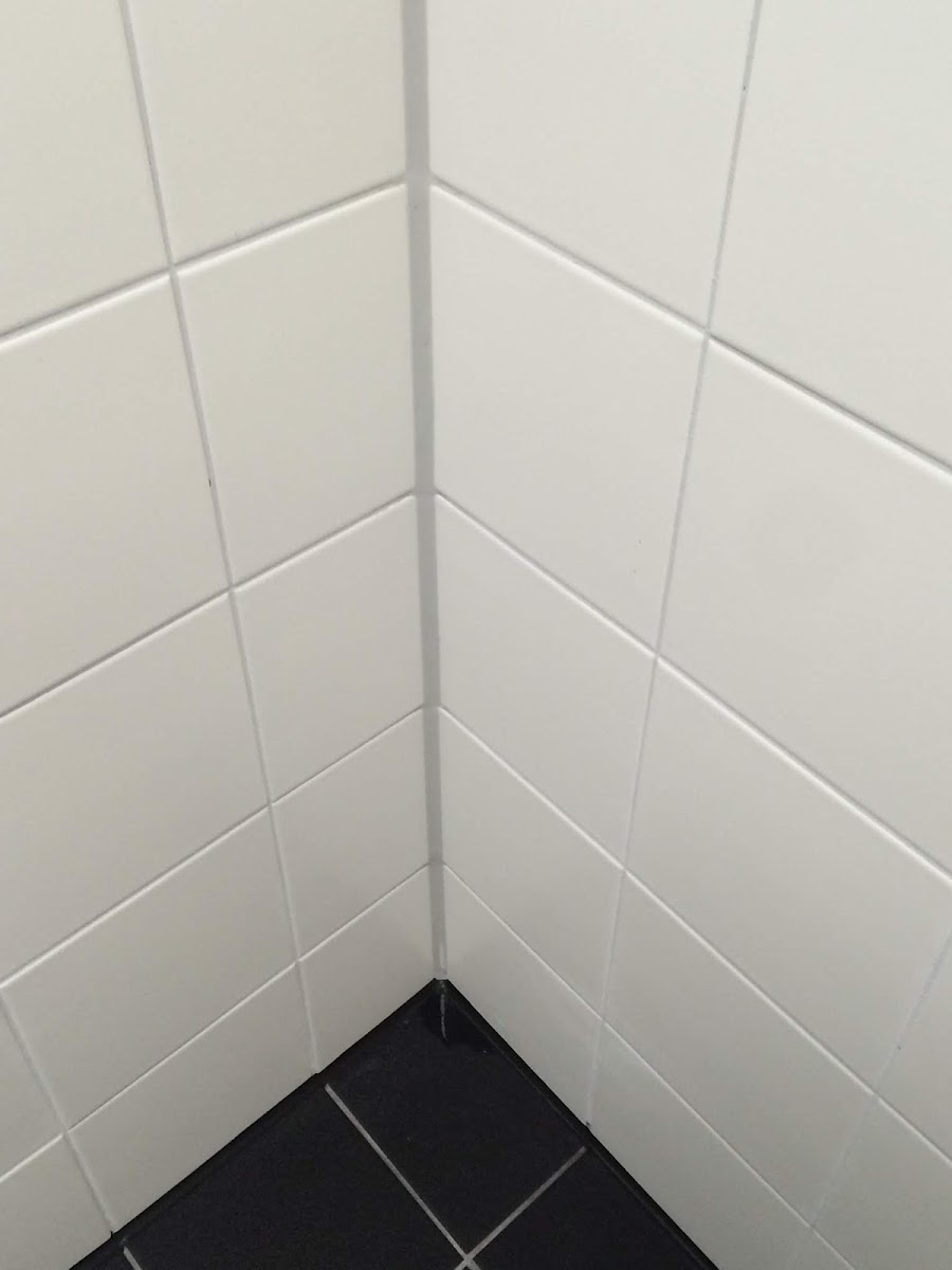 Frisch verfugte Fliesenecke in Nahaufnahme